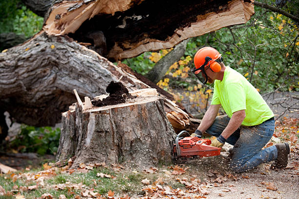 Best Leaf Removal  in USA